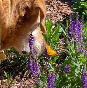 Meet your Posher, Patty